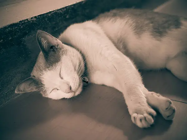 Sleepy cat resting, lovely kitten — Stock Photo, Image