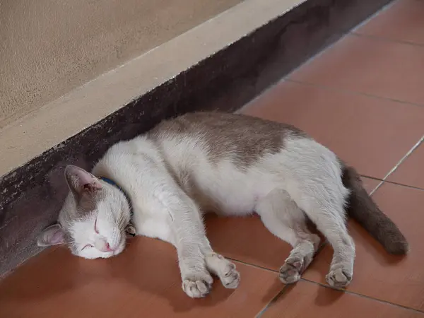 Nahaufnahme schläfrige Katze ruht — Stockfoto