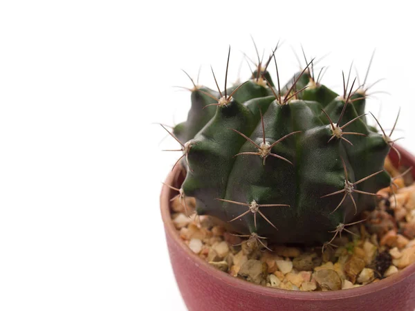 (Close up) Albero di cactus isolato su sfondo bianco . — Foto Stock