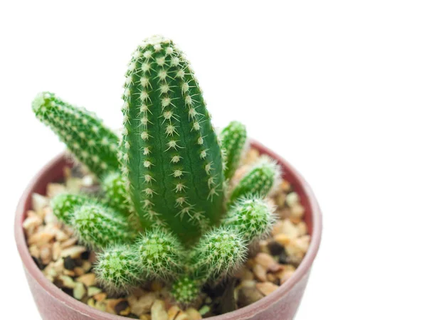 (Primer plano) Árbol de cactus aislado sobre un fondo blanco . —  Fotos de Stock