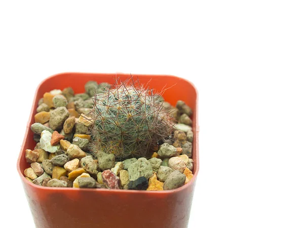 (Close-up) cactus boom geïsoleerd op een witte achtergrond. — Stockfoto