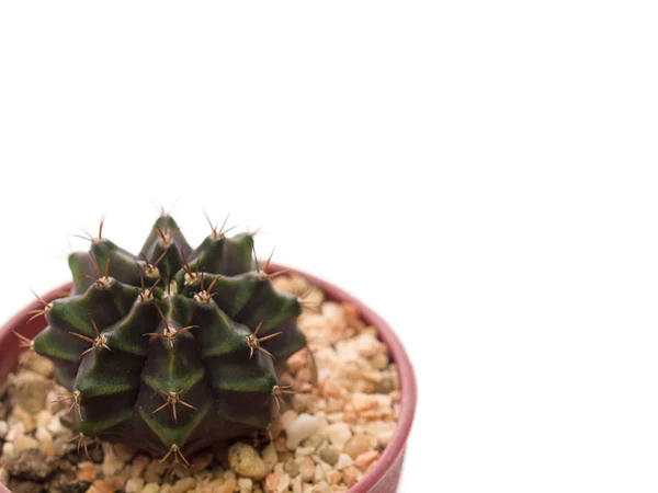 (Close-up) cactus boom geïsoleerd op een witte achtergrond. — Stockfoto