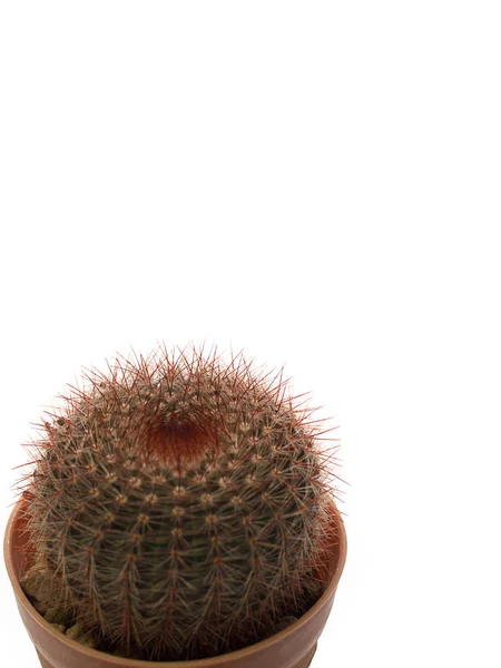 (Close-up) cactus boom geïsoleerd op een witte achtergrond — Stockfoto