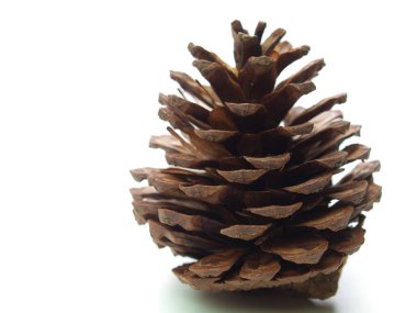 Beyaz arkaplanda çam kozalağı izole