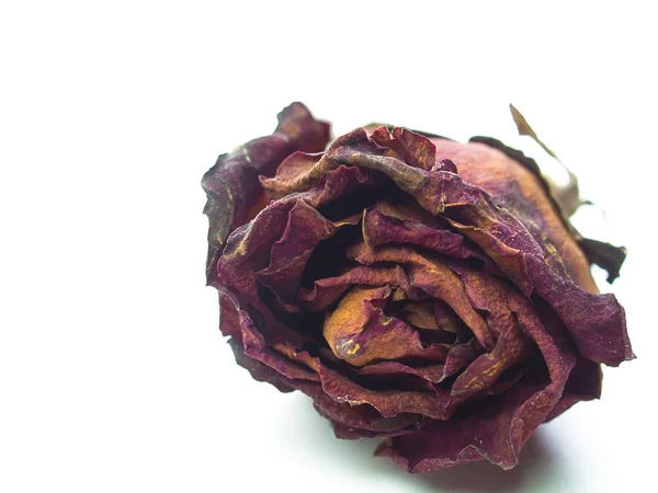 乾燥したバラ花頭、花の花弁を閉じる. — ストック写真