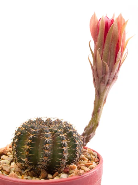 Lobivia albero di cactus isolato su uno sfondo bianco — Foto Stock