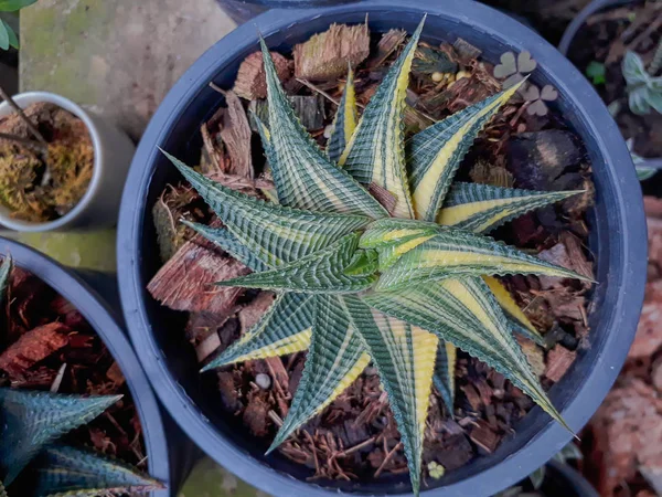 Haworthia limifolia variegata, schöne Baumarten. — Stockfoto