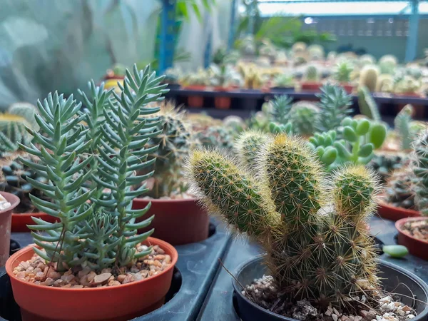 Hermosa planta de cactus verde —  Fotos de Stock