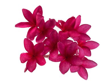 Frangipani çiçek ya da Plumeria. (kırpma yolu) 