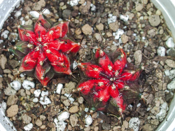 Gymnocalycium kaktüs ağaç — Stok fotoğraf