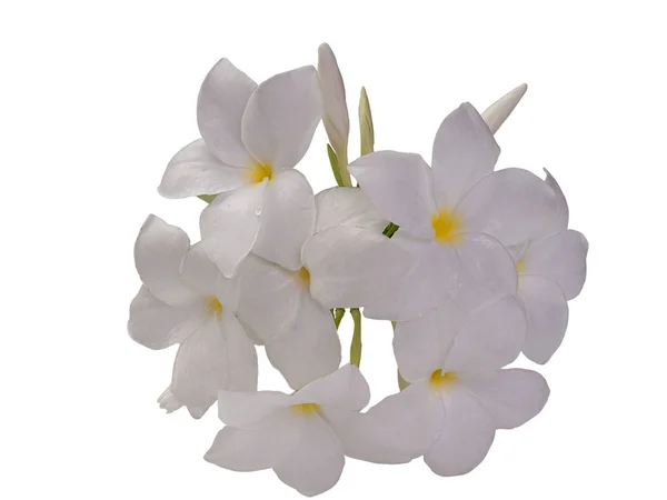 Frangipani Flower or Plumeria .(clipping path) — Stock Photo, Image