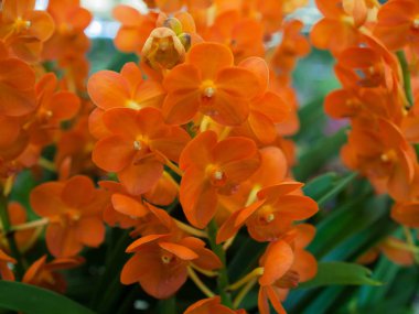 (Yakın çekim) Bahçede Orkide.