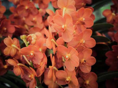 (Yakın çekim) Bahçede Orkide