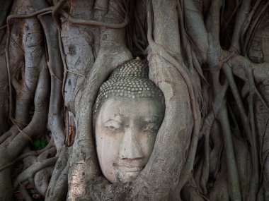 Buda'nın kafasından ağaç kök. Tayland. Tapınağı Pagoda Ayutthaya, Tayland.
