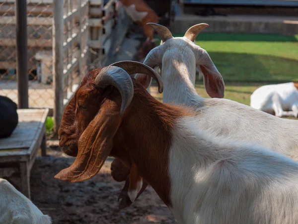 Close up goat the young. — Stock Photo, Image