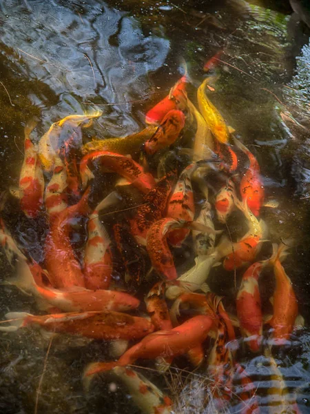 Colorido pescado de carpa de lujo, peces koi —  Fotos de Stock