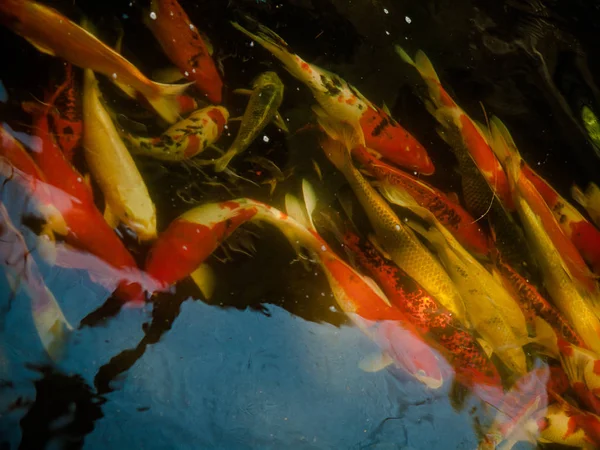 Kolorowe ryby karpia fantazyjnego, ryby koi. — Zdjęcie stockowe