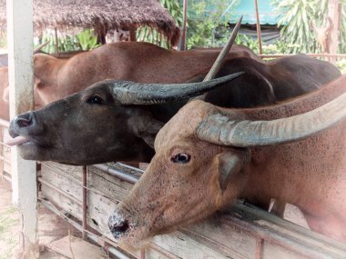 (Yakın çekim) buffalo tayland.