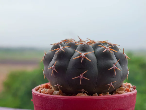 (Close-up) Gymno cactus boom. — Stockfoto