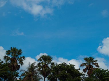 Ağaç ve gökyüzü, doğada güzellik.