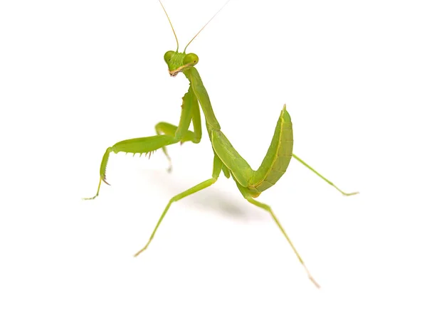 Praying mantis, på vit bakgrund — Stockfoto