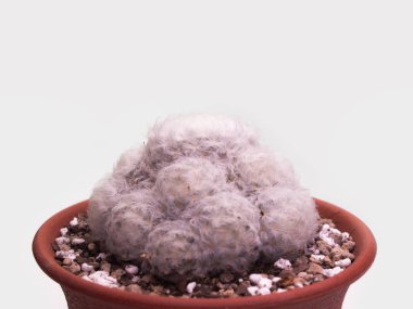  Mammillaria Bocasana güzel kaktüs çiçek.