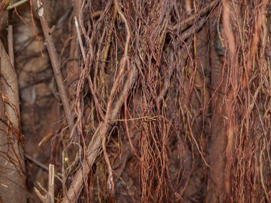 ağaç kök arka plan. Doğal Güzellik. 