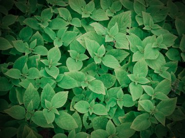 Yeşil yaprakları arka plan, doğa koruma kavramı