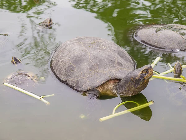 Черепаха в бассейне в Таиланде . — стоковое фото
