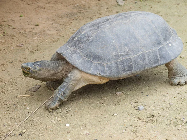 Turtle în piscină în Thailanda . — Fotografie, imagine de stoc