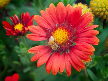 Arı polen çiçek arıyorsunuz. 