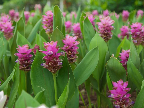 Siam Lale çiçek, güzel doğa.