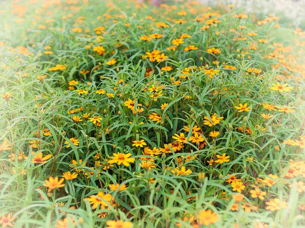 Jardín de flores. (Imagen de colores vintage ) — Foto de Stock