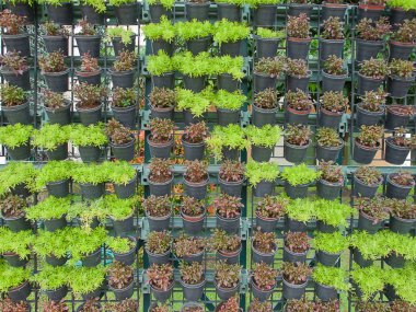 tencerede yeşil bitkiler