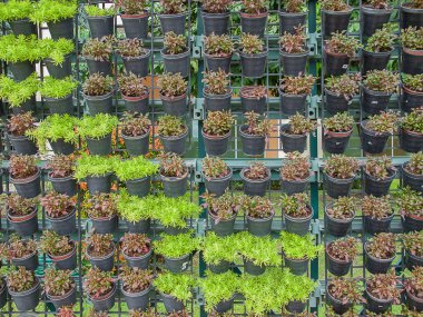 tencerede yeşil bitkiler