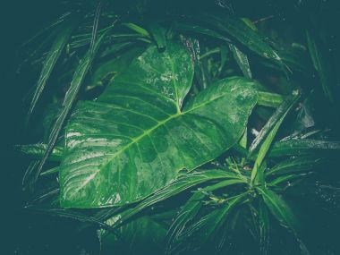 Yeşil yaprakları arka plan, doğa koruma kavramı