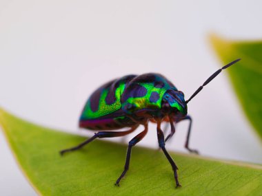 Gökkuşağı kalkan böcek, böcek
