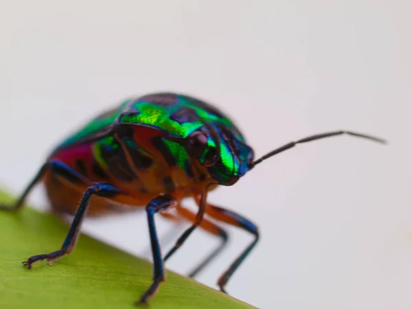 Rainbow shield bug, Insects — стоковое фото