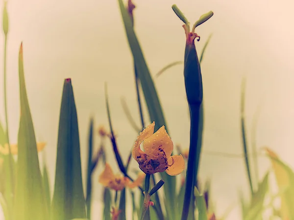 草の花の背景。(ヴィンテージ色画像) — ストック写真