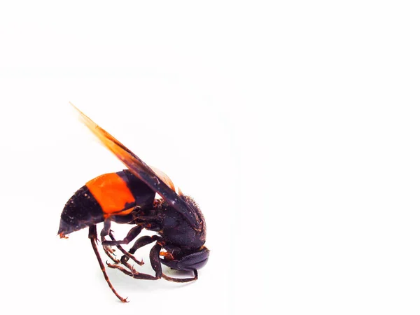 Mrtvá včela medonosná izolovaných na bílém pozadí — Stock fotografie