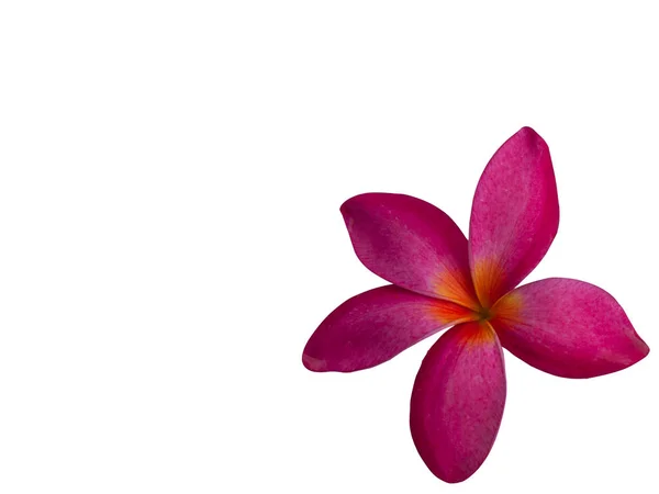 Frangipani Flower or Plumeria .(clipping path) — Stock Photo, Image