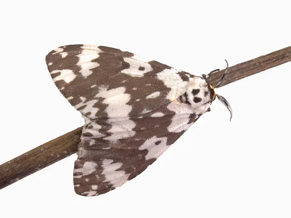 Moth isolated on the white background. — Stock Photo, Image