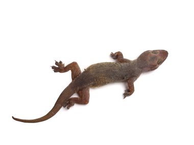 Görünüm ölü top küçük kertenkele.