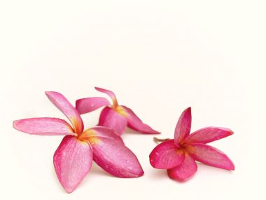 Frangipani çiçek veya Plumeria .