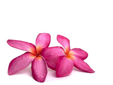 Frangipani çiçek veya Plumeria 