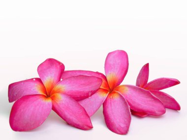 Frangipani çiçek veya Plumeria .