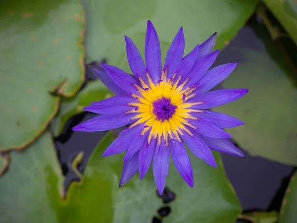 Lotosový květ v rybníku. — Stock fotografie