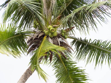 (Closeup) Gökyüzü ile Hindistan cevizi ağacı