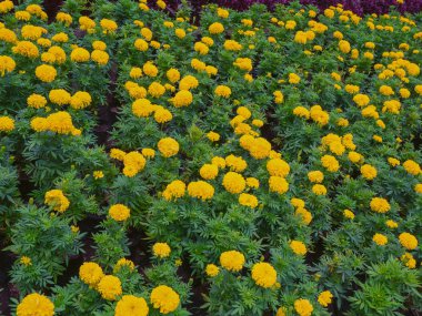 kadife çiçeği, sarı çiçek.