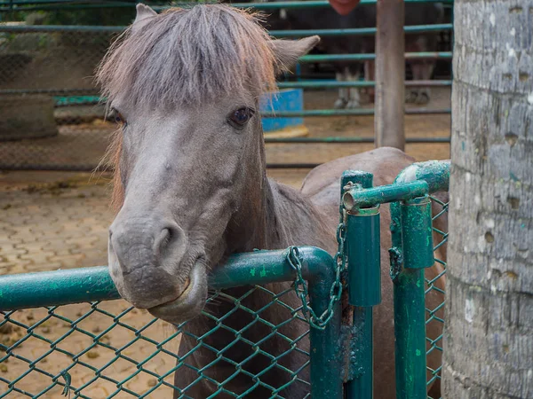 At Hayvanat Bahçesi, Tayland.